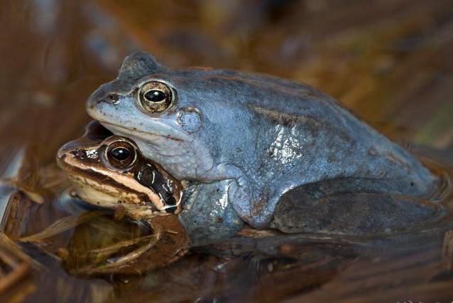 muzzle frog breeding