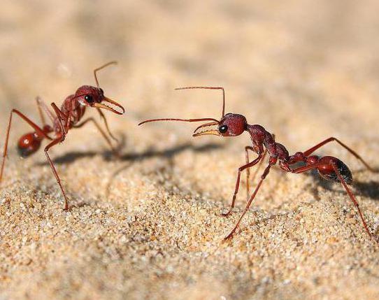 муравей-бульдог против скорпиона