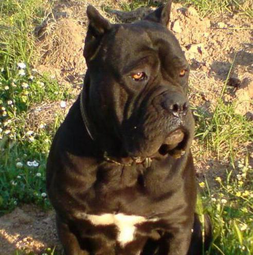 bandog breed description