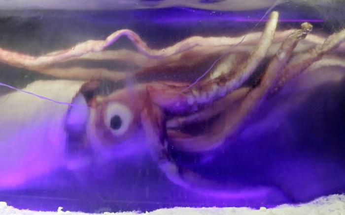 colossal squid photo