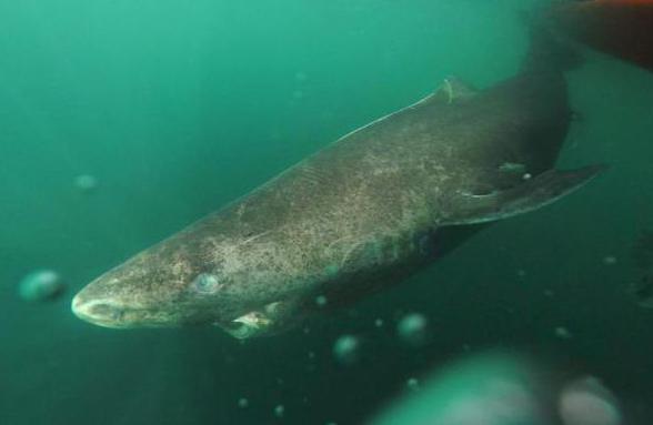 Greenland polar shark somniosus microcephalus