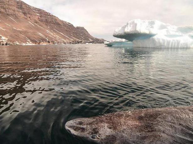 гренландская полярная акула долгожитель
