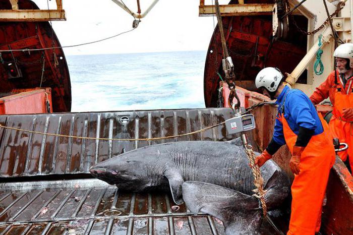 polar or greenland shark