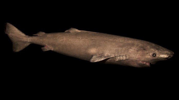 гренландская полярная акула
