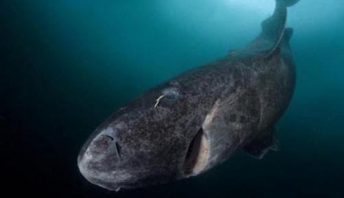 greenland polar shark interesting facts