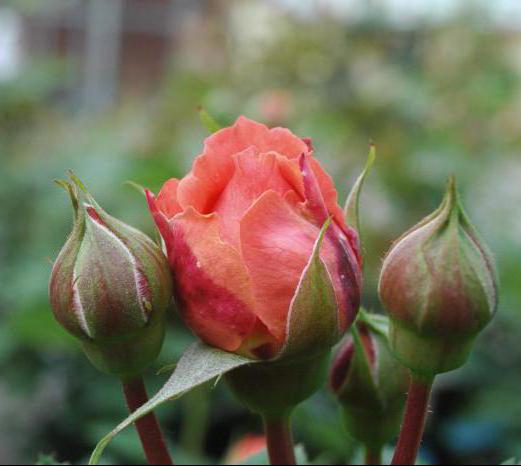 роза эмильен гийо описание