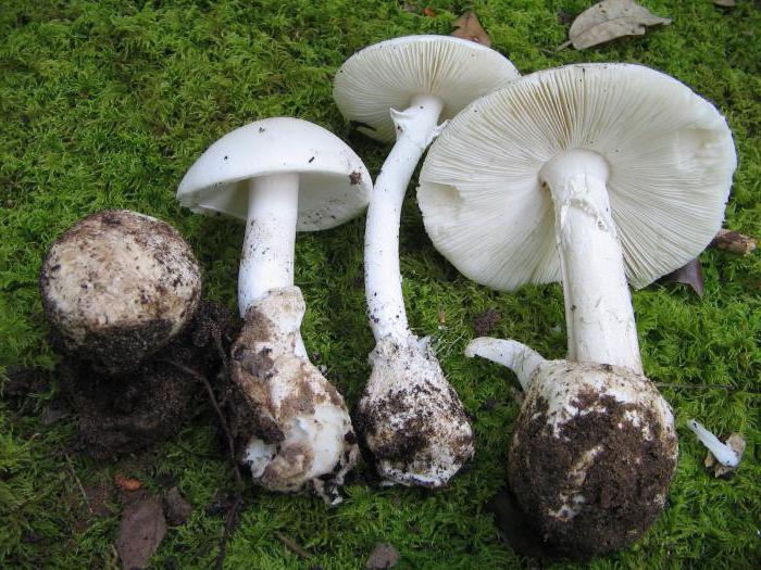 какие грибы опасны