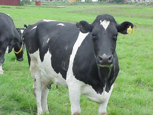 черно-пестрая порода коров