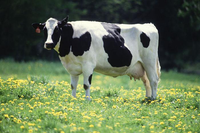 черно-пестрая порода коров характеристика