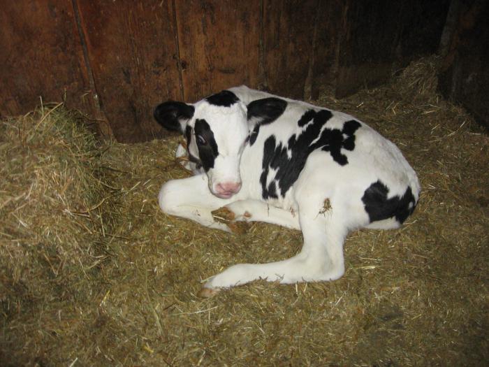черно-пестрая порода коров фото
