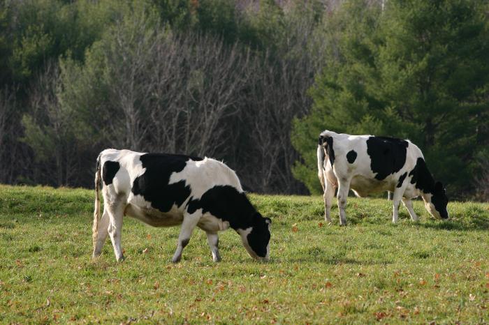 порода коров голштинская черно-пестрая