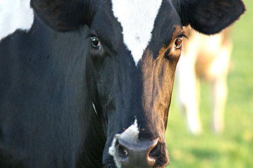 черно-пестрая порода коров отзывы владельцев