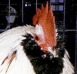 Chicken Breed Faverole Description