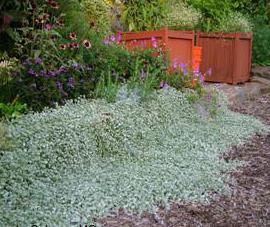 dichondra ampel growing