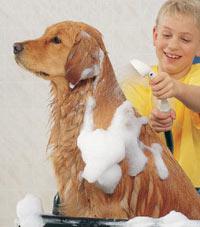 как помыть большую собаку