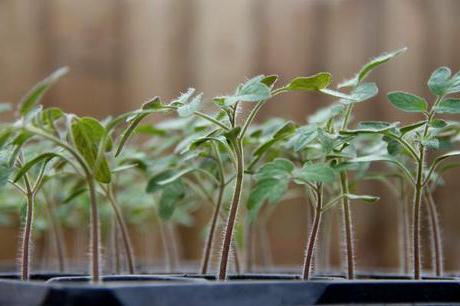 seedling disease in seedlings