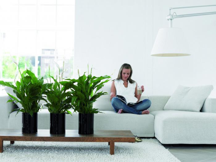 spathiphyllum reproduction and care at home