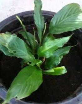 spathiphyllum transplant master class