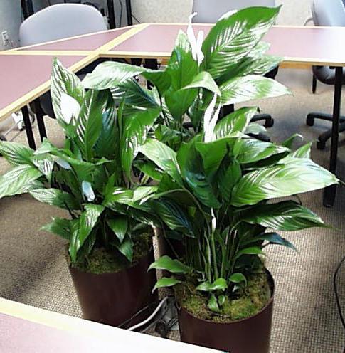 spathiphyllum care types of disease