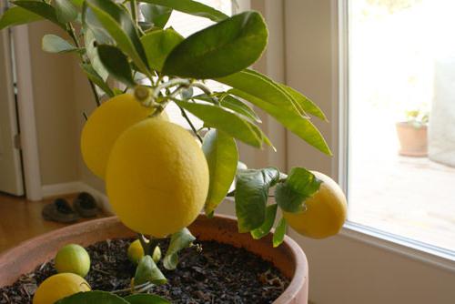 лимон павловский