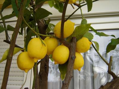 лимон павловский уход