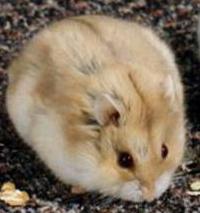 campbell hamster