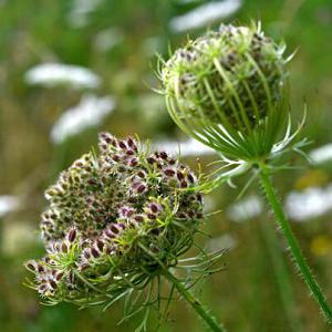 carrot seeds which varieties are better