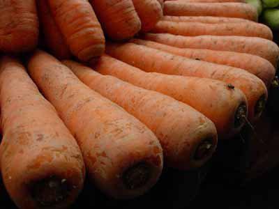 What carrot seeds are best planted