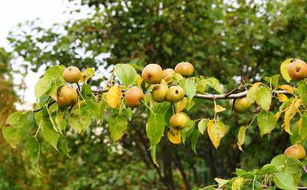 Ussuri pear