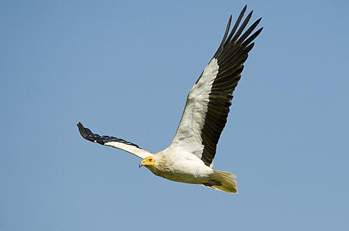 carrion birds photo