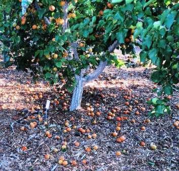 выращивание абрикосов на урале сорта