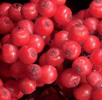 red elderberry healing properties of foot fungus