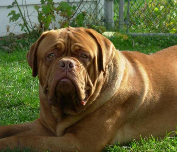 french mastiff