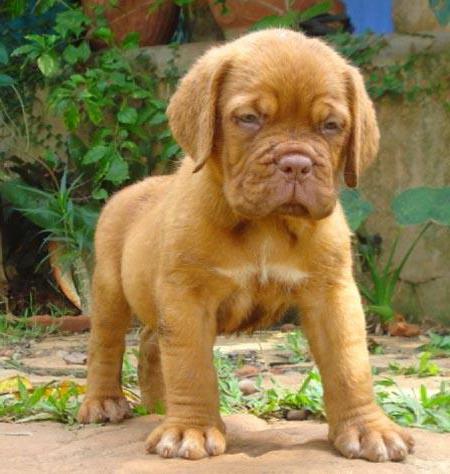 dogue de bordeaux french mastiff