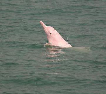 дельфин с белым пузом