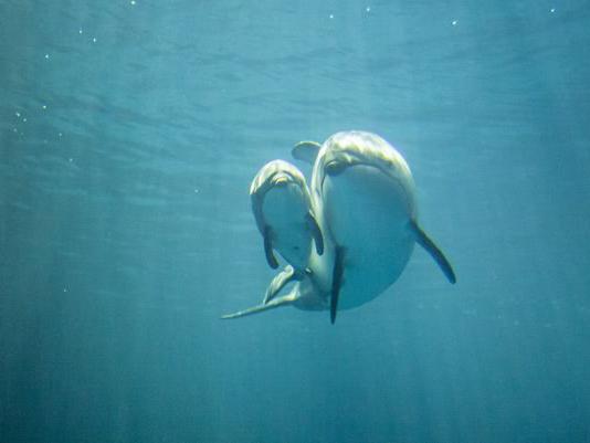 большой белый дельфин