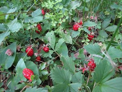 varieties of strawberries for Siberia