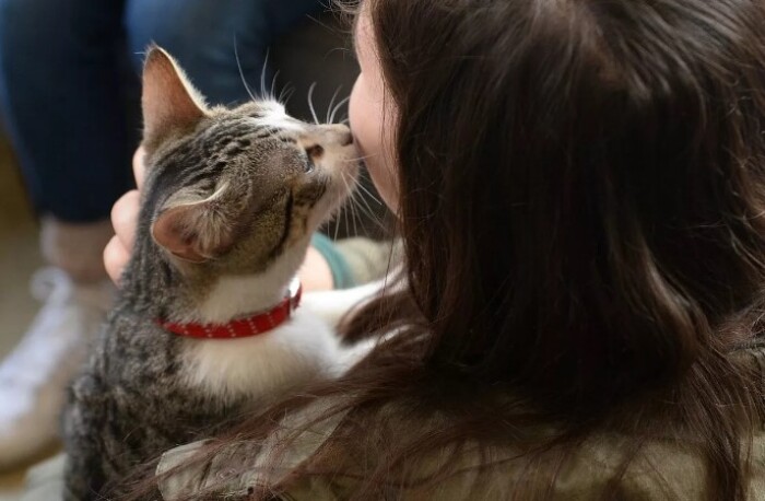 кошка целует девушку 