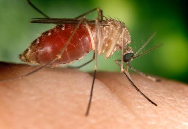 аллергия на укус комара у ребенка