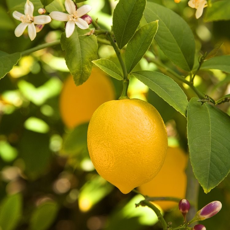 как красиво нарезать лимон