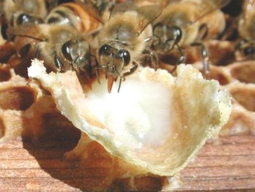 Royal jelly: properties and application