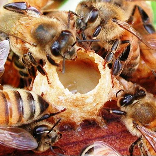Honey with royal jelly - a medicine donated by mother nature