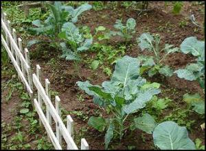 Как правильно вырастить капусту брокколи?