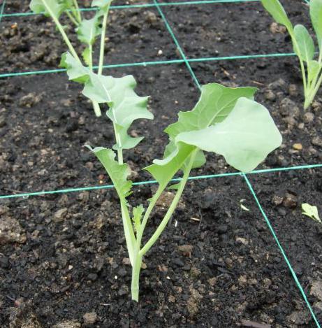 Как вырастить брокколи на даче?