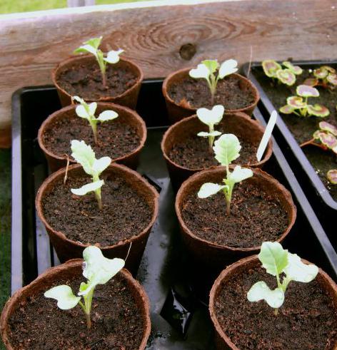 Как правильно выращивать брокколи?