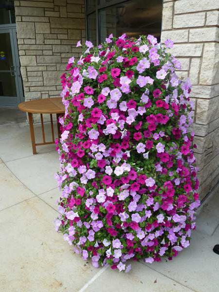 Vertical flowerbed of petunias