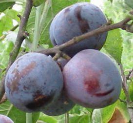 How to prune a plum