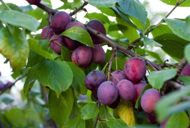 How to prune plums in spring