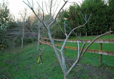 Prune pruning