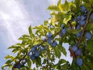 Spring plum processing